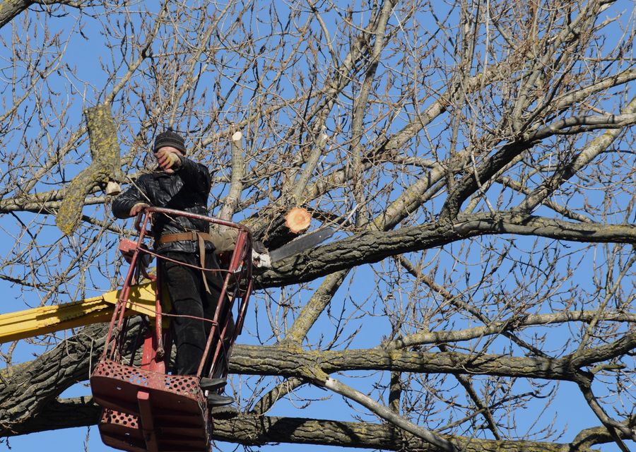 Tree service project by JBS Tree Experts LLC in Waxhaw, NC