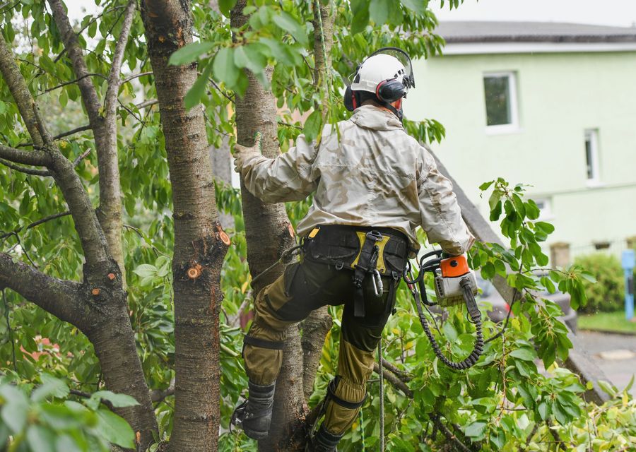 Tree service project by Able Tree Service in Skokie, IL
