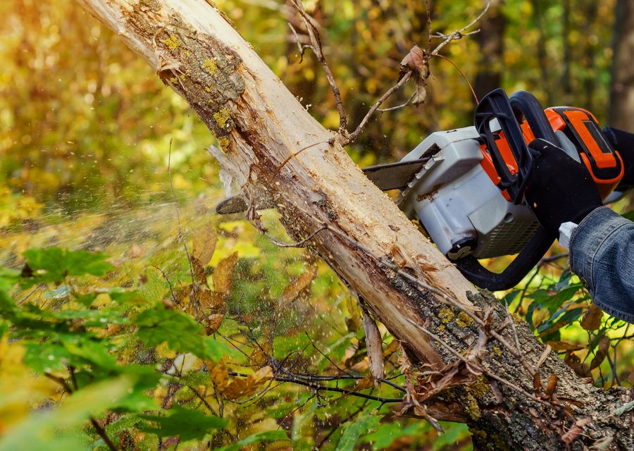 Tree service project by Diaz Landscaping & Tree Service in Mascotte, FL