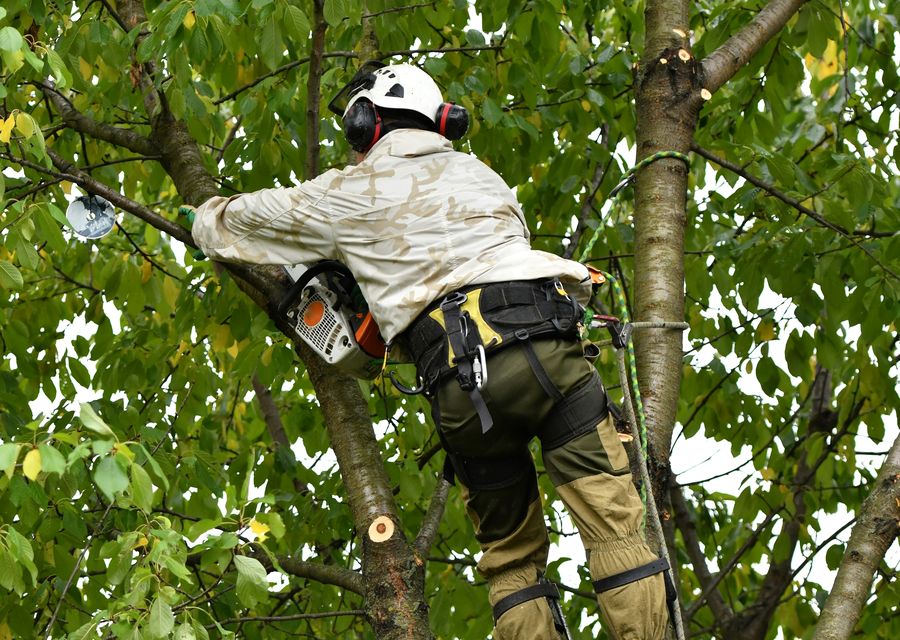 Tree service project by Express Tree Service Corporation in Ball Ground, GA