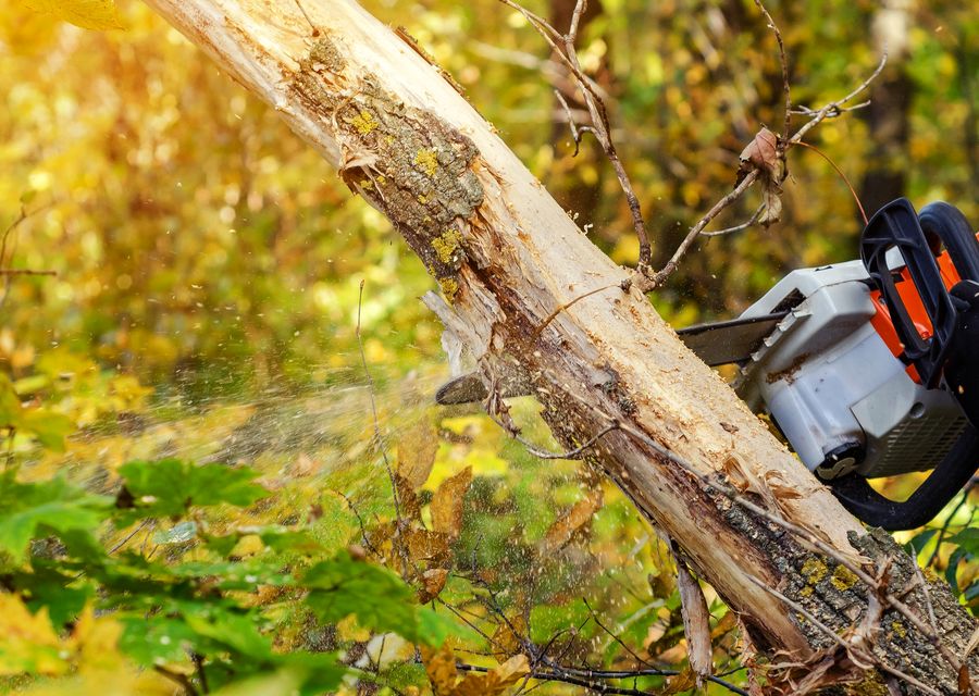 Tree service project by Oasis Tree Service Company LLC in Upper Hanover, PA
