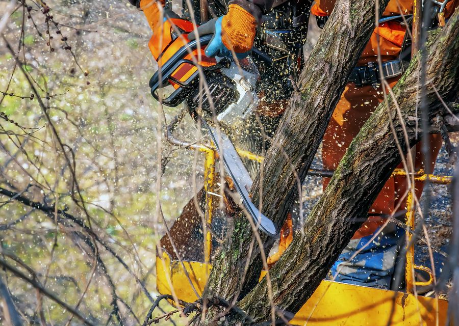 Tree service project by Rayzor's Edge Tree Service in Hillside, IL
