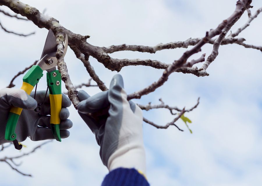 Tree service project by Vinicio Tree Service in Posen, IL