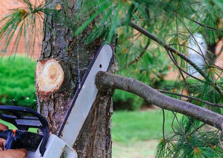 Tree service project by Flatirons Arbor Care in Youngwood, PA