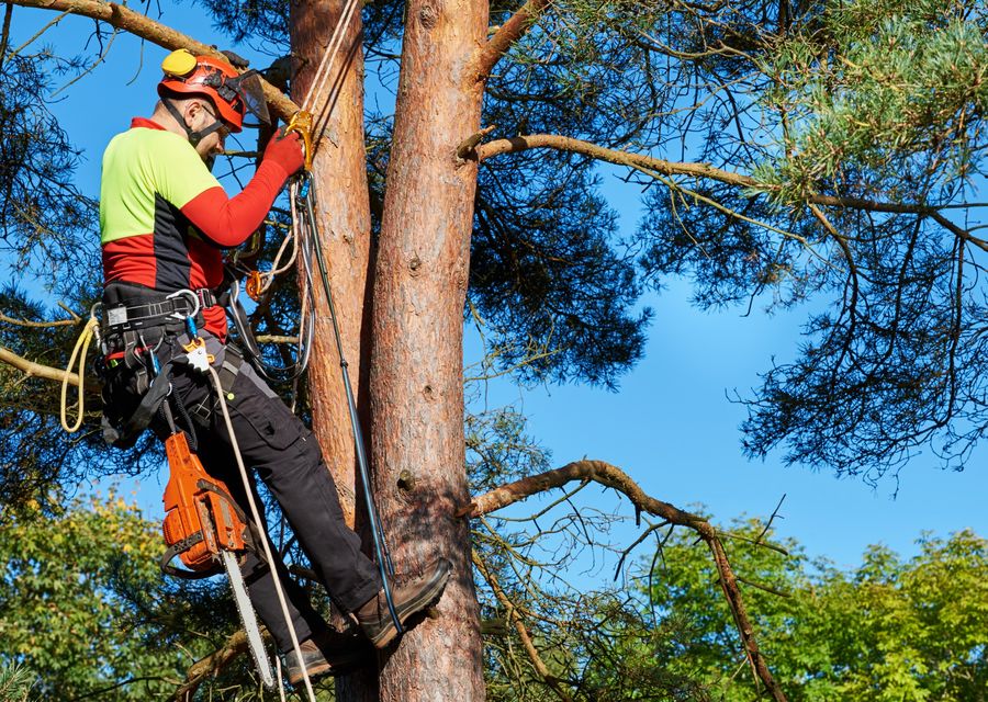 Tree service project by Silas tree service llc in Prosperity, SC
