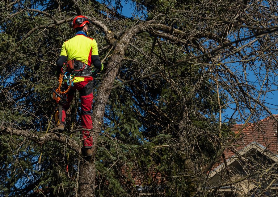Tree service project by Rayner Tree Solution LLC in West Columbia, SC