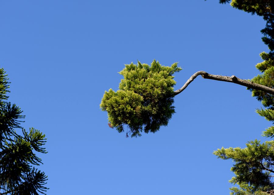 Tree service project by J. S. Construction & Tree Services in Scottdale, GA