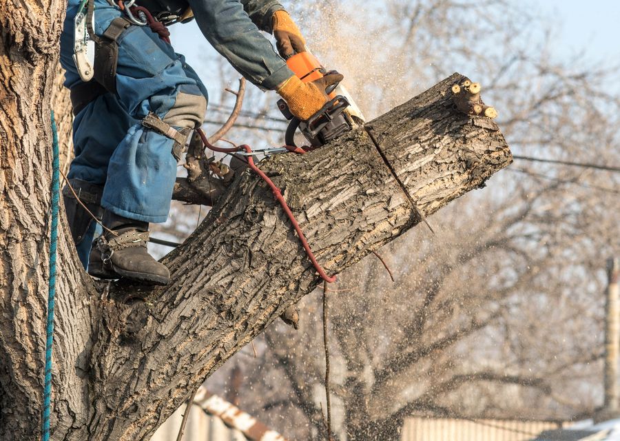 Tree service project by Xterra Tree Service in Wayne, IL