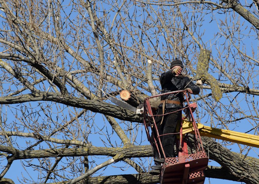 Tree service project by Forrest Tree Surgeon in York, ME