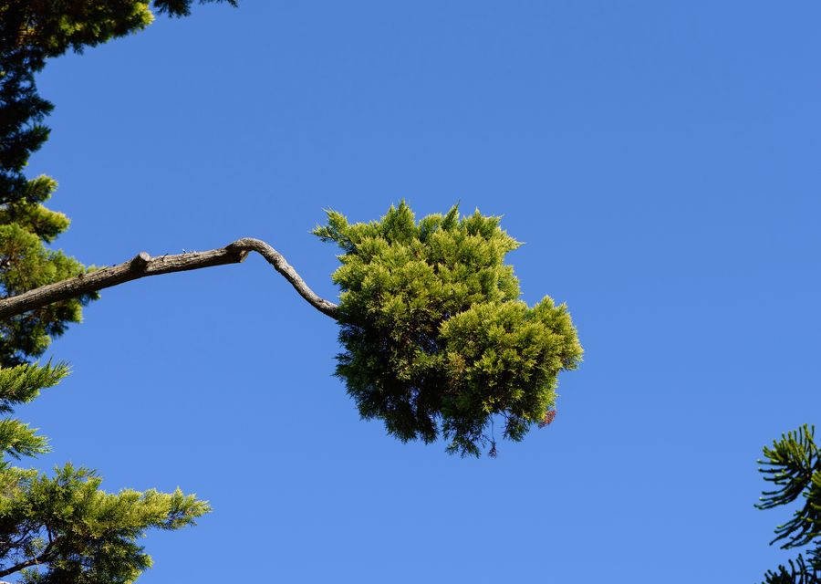Tree service project by L. A. Tree Service Corp in Burr Ridge, IL