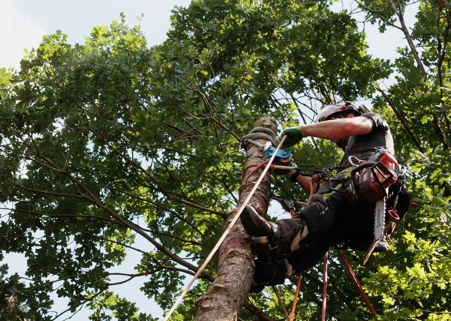 Tree service project by Yoos Tree Service in East Huntingdon, PA