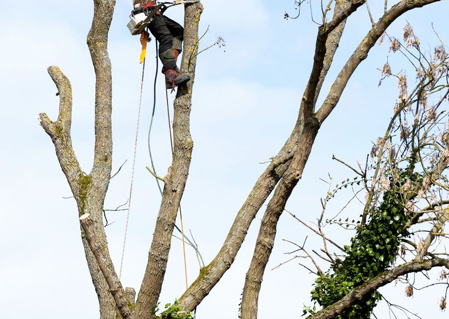 Tree service project by JT Tree Service in Conestoga, PA