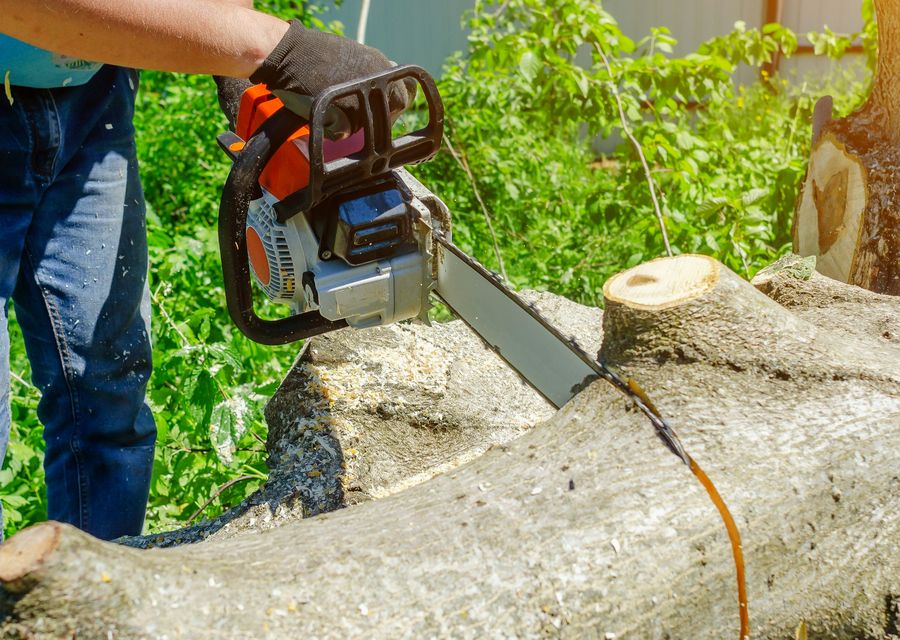 Tree service project by Morys Tree Service in Dolton, IL
