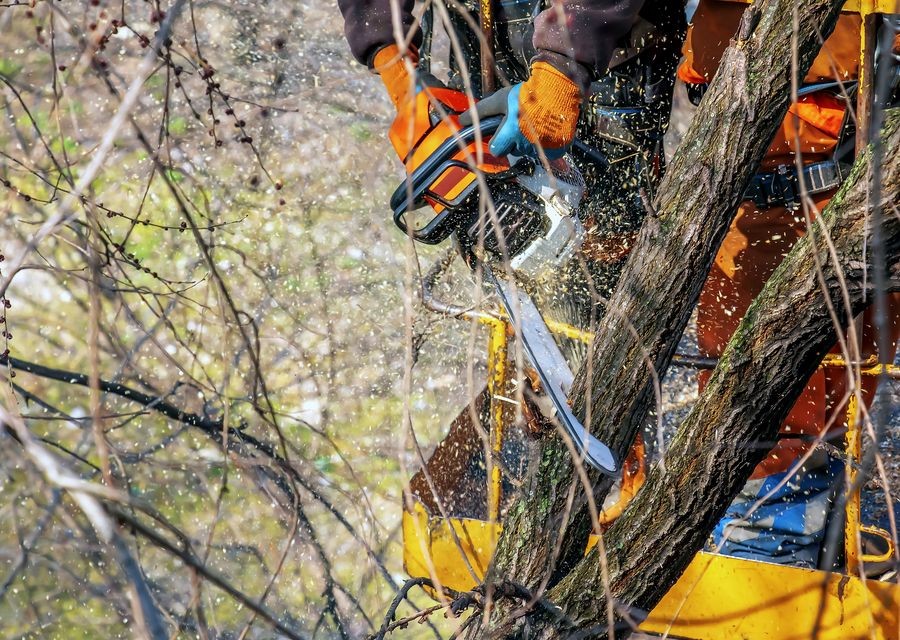 Tree service project by Dade Pro Tree Service Llc in West Hempfield, PA