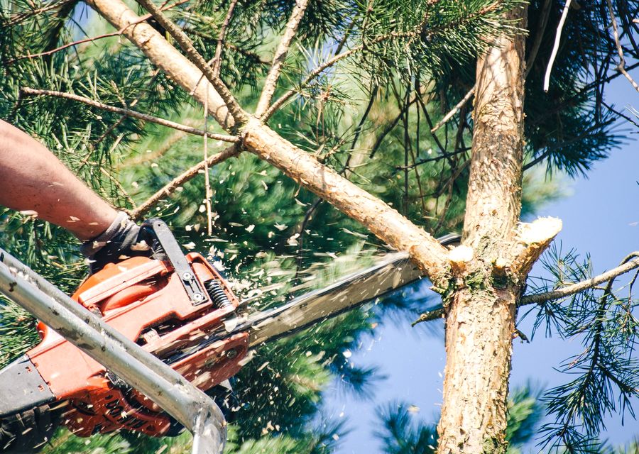 Tree service project by Levi's Tree Service LLC in Mt Holly, NC