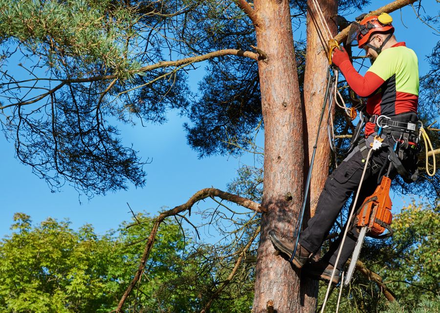 Tree service project by MC Tree Service LLC in Weeping Water, NE