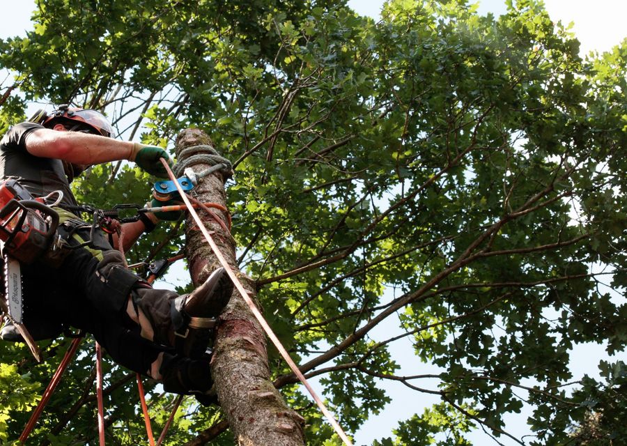 Tree service project by Axel Tree Trimming in Cocoa, FL