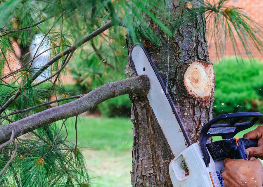 Tree service project by Bobmar Lawn & Tree Service in Paint, PA