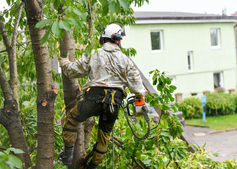 Tree service project by Jones Tree & Plant Care in La Grange, IL