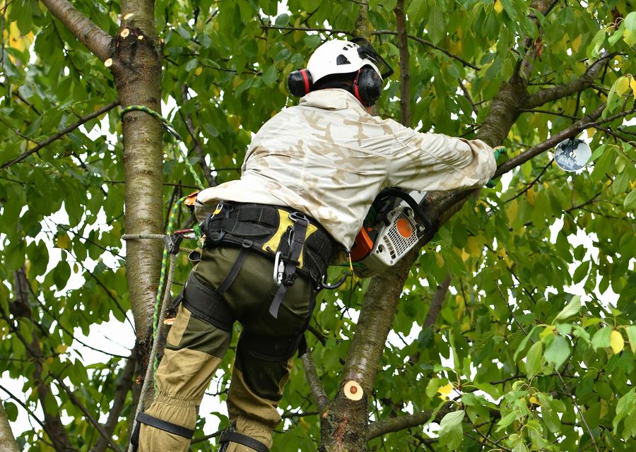 Tree service project by Hicksville Tree Service in Tucker, GA