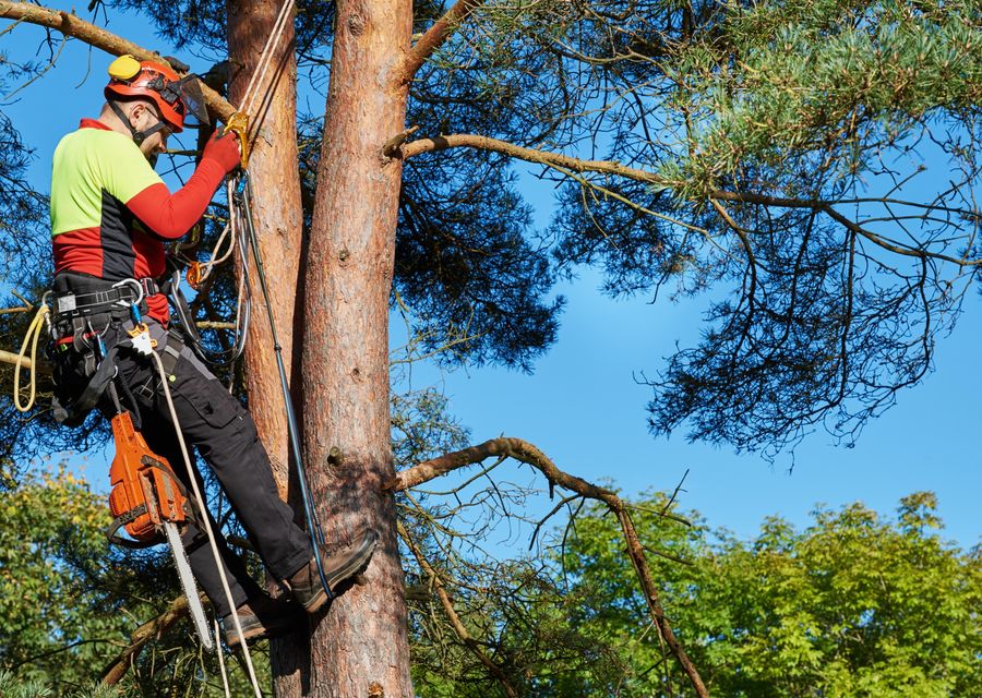 Tree service project by Donovan Arborists in Narberth, PA