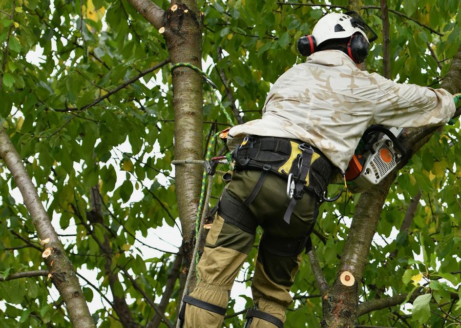 Tree service project by Big Foot Tree Service in Highwood, IL