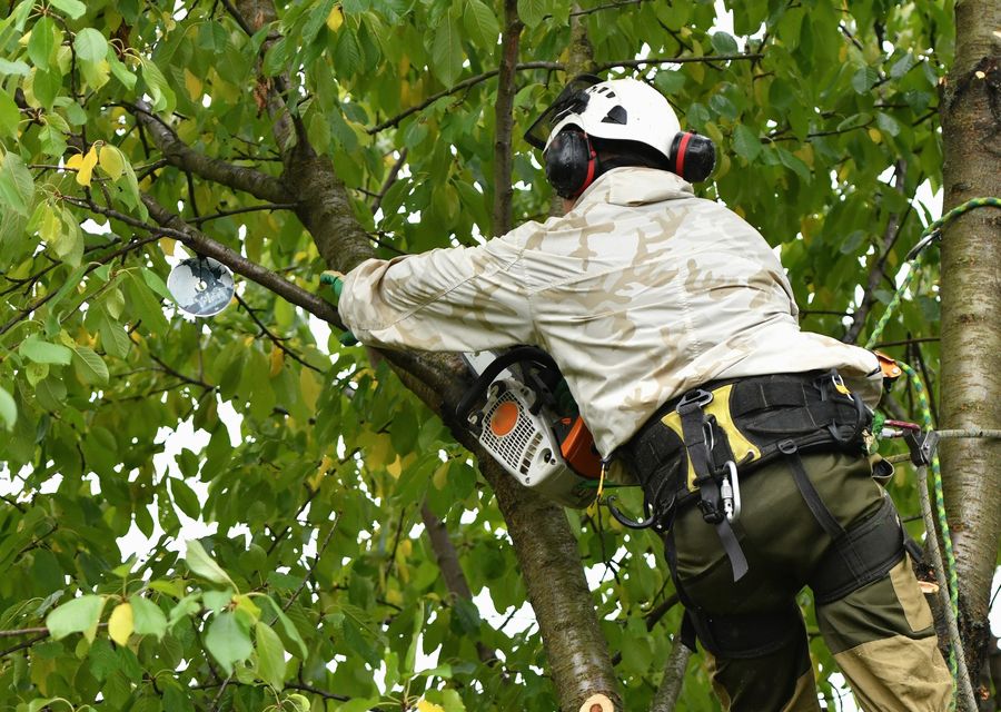 Tree service project by Galvez Tree Service in Dallas, GA