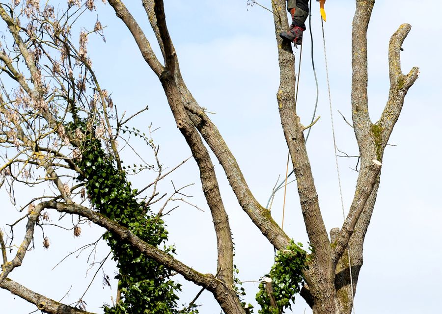 Tree service project by Quality & Reliable Tree Service in Aurora, IL