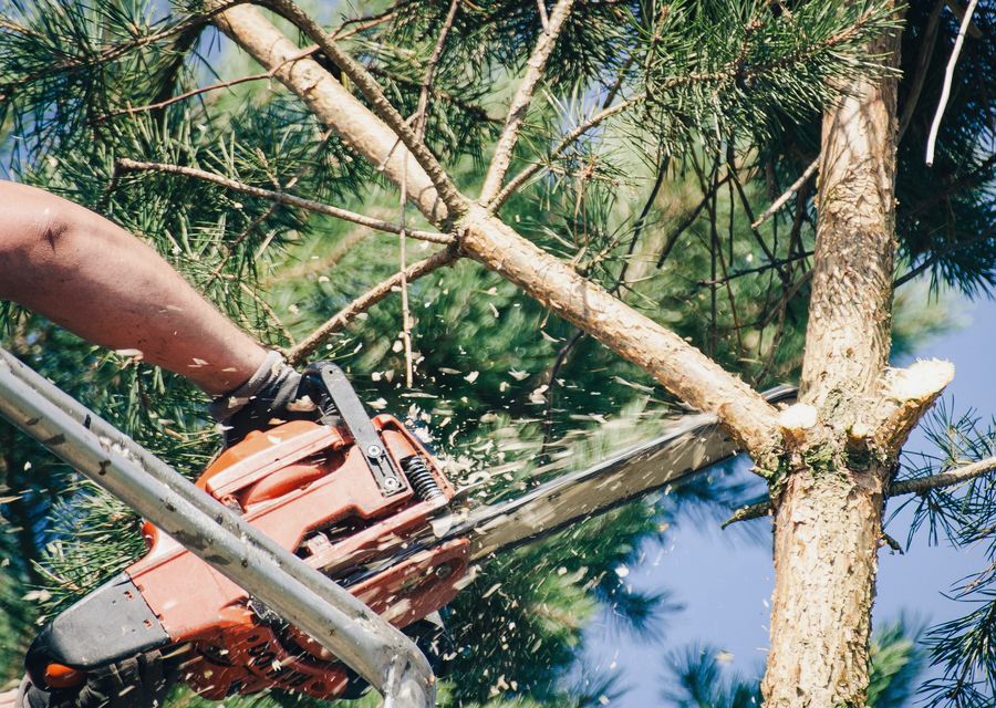 Tree service project by Allen Tree Services in Chino Hills, CA