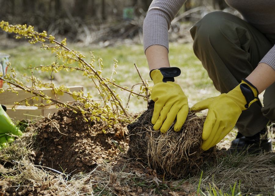 Tree service project by J & J Tree Care in Summerhill, PA