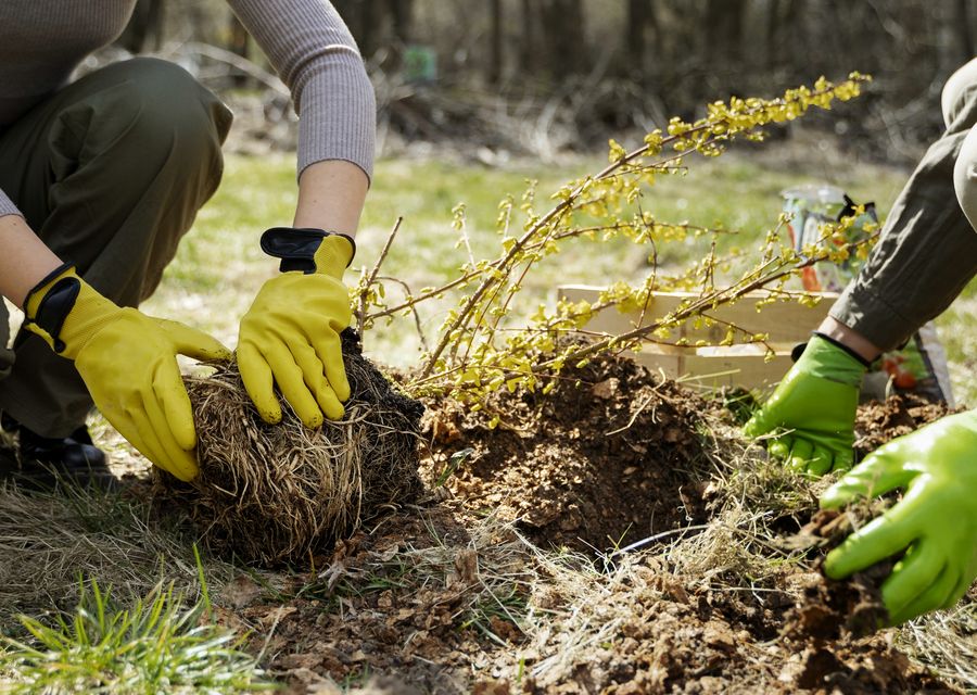 Tree service project by Tree Service Corp in Hinsdale, IL