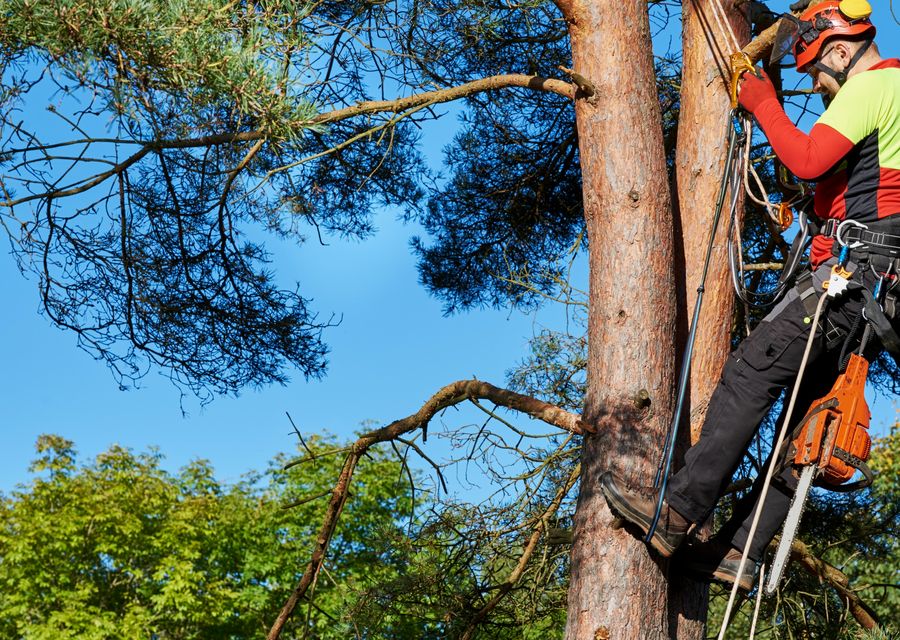 Tree service project by Syma Tree Service, LLC in Unity, PA