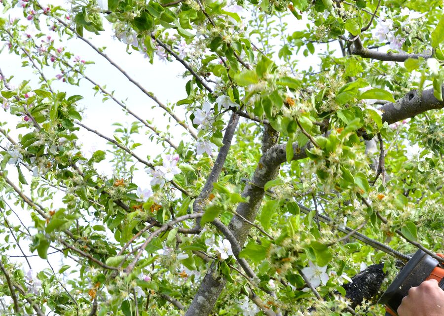 Tree service project by Advanced Tree Care in Brookfield, IL