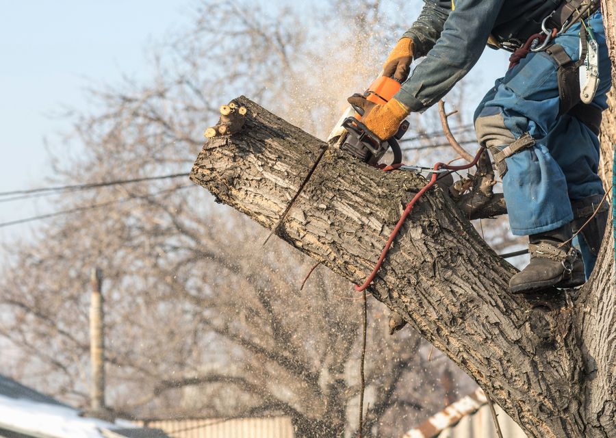 Tree service project by ALL STARS TREE SOLUTIONS in Fullerton, CA