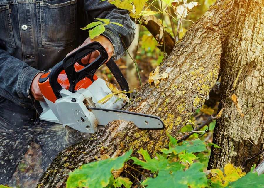 Tree service project by HN Tree Care LLC in Gastonia, NC