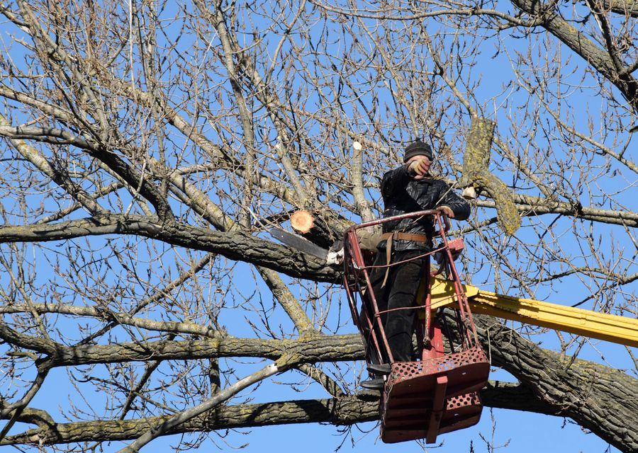 Tree service project by Triple Tree Service in Elizabethtown, PA