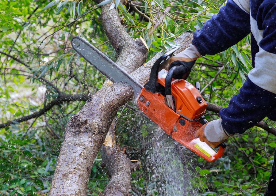 Tree service project by Castro's Tree and Lawncare Services Corp in Deltona, FL