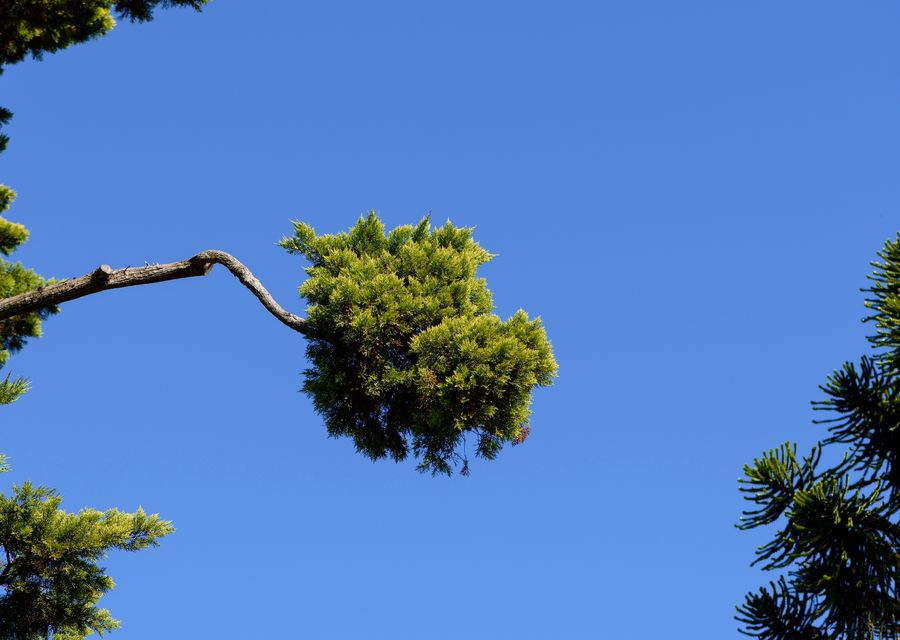 Tree service project by Jersey Tree Services LLC in Asheville, NC