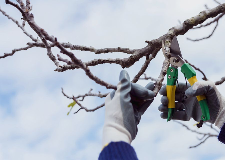 Tree service project by Best Value Tree Service in Winter Park, FL