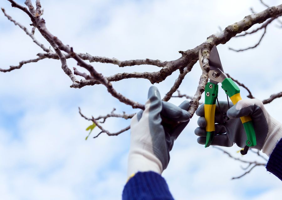 Tree service project by NE Tree and Property Service in Crete, IL