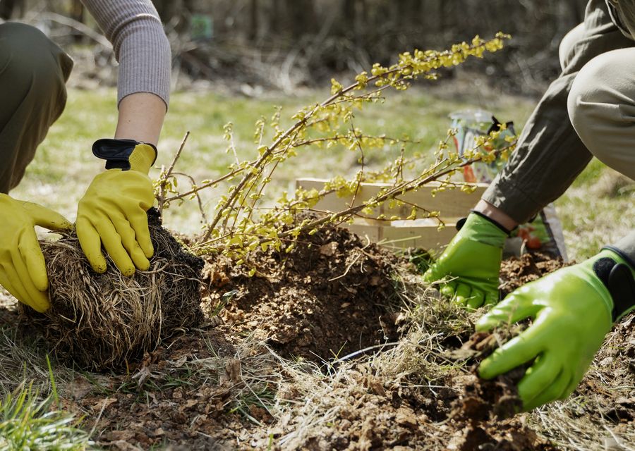 Tree service project by Complete Landscaping in DeBary, FL