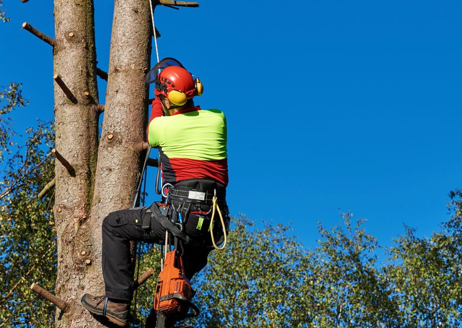 Tree service project by Ross Tree Company in Batesburg-Leesville, SC