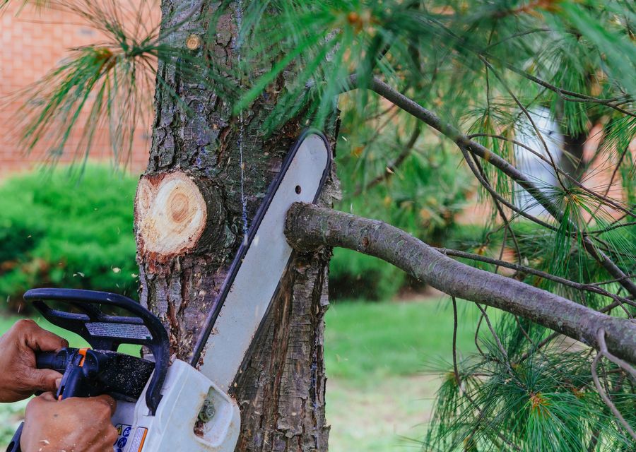 Tree service project by DLC Landscape & Arbor in Susquehanna, PA