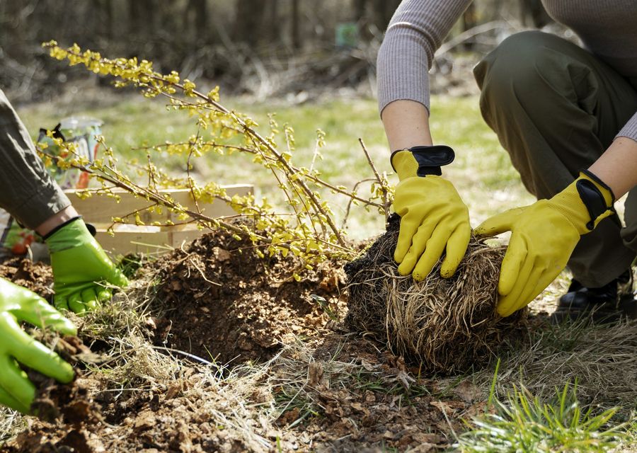 Tree service project by Diaz Landscape & Tree Service in Schneider, IN