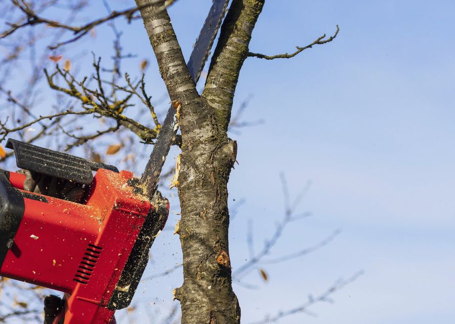 Tree service project by Mark's Stump Removal & Tree Service, LLC in Plattsmouth, NE