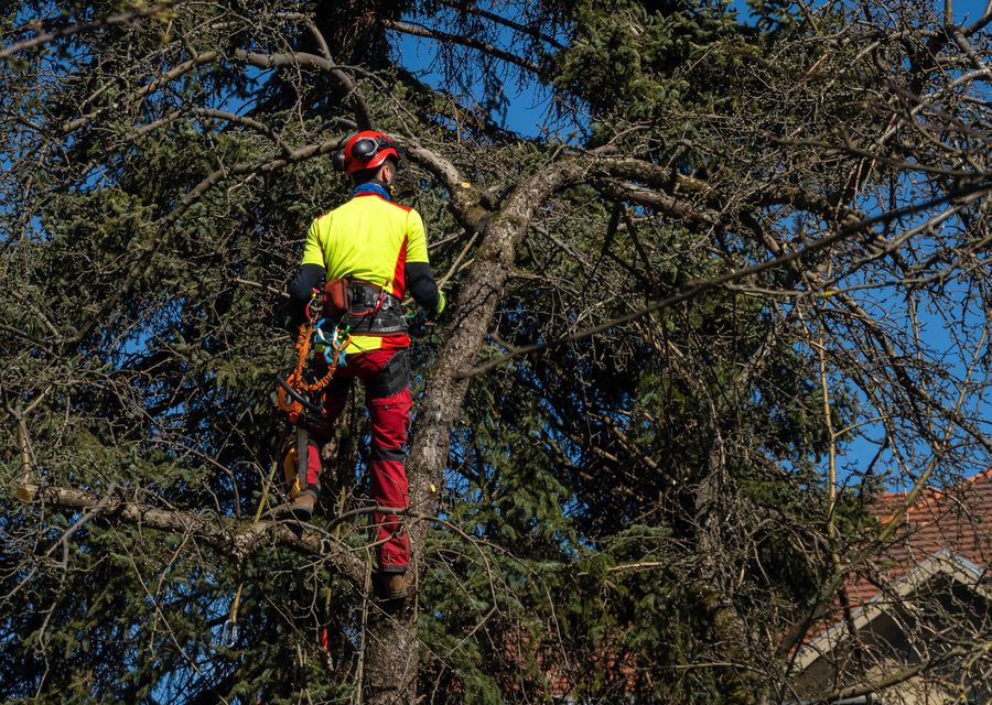 Tree service project by Delbert's Lawn & Tree Services in Fulton, PA
