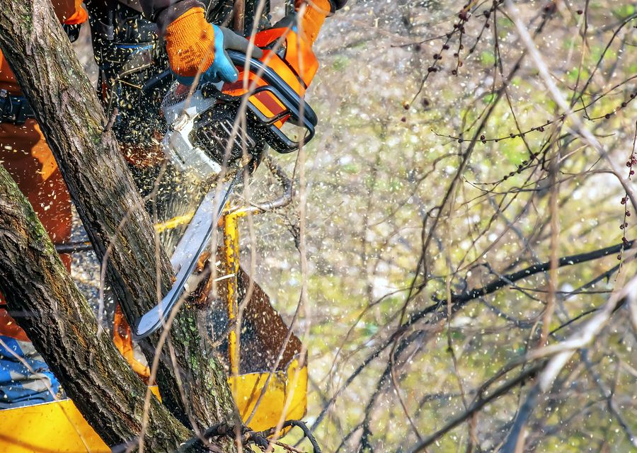 Tree service project by Shamrock Tree Company in Crestwood, IL