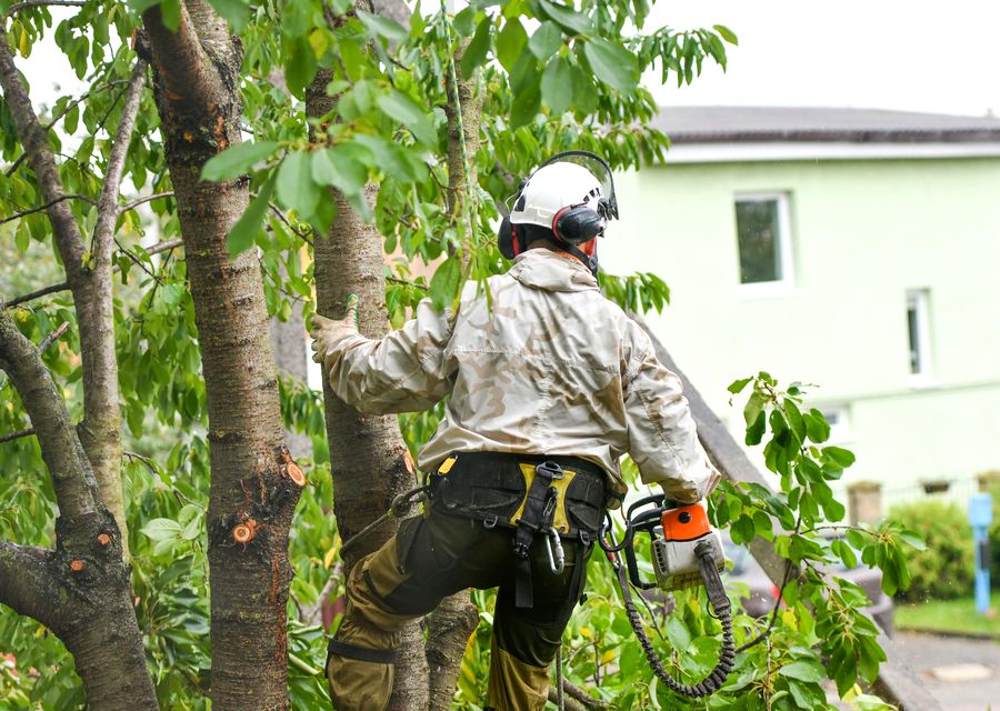 Tree service project by Timber Wood Tree Service in Lisle, IL