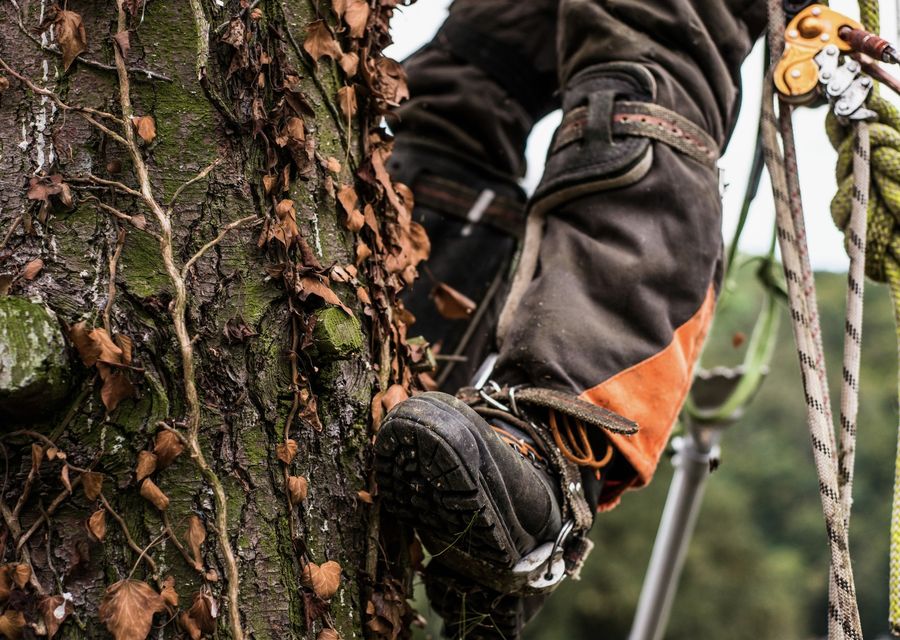 Tree service project by Bunker Hill Tree Service in Cedar Lake, IN