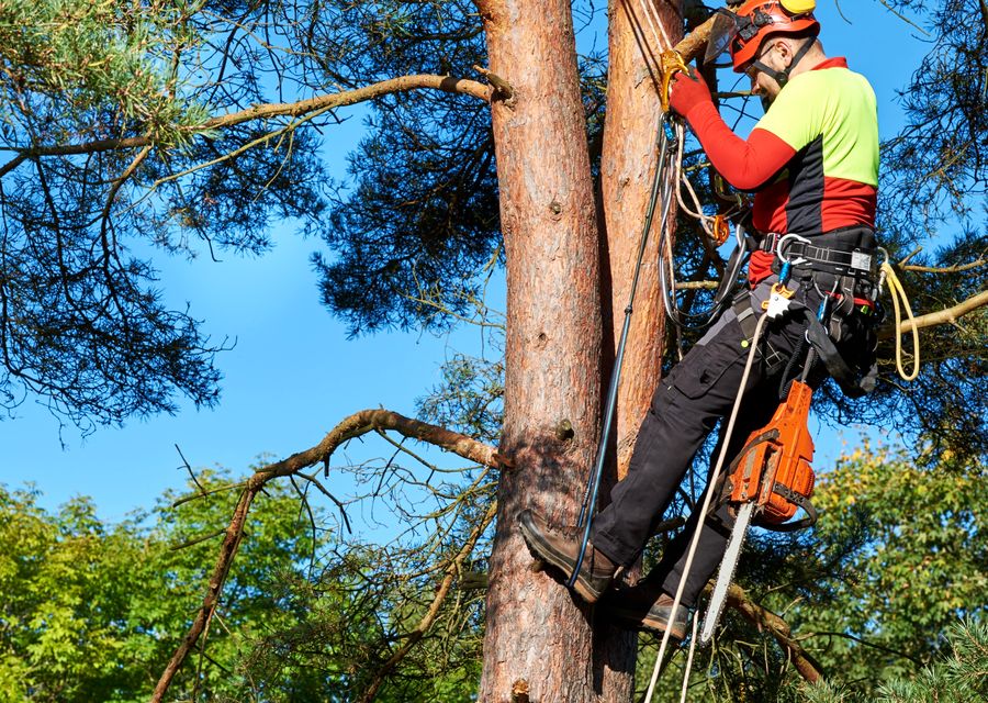 Tree service project by Maloney Tree Care, LLC in Pitcairn, PA